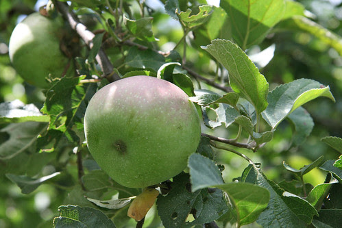 apple