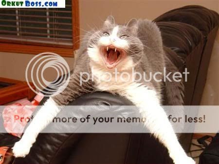 funny quotes about animals. cute quotes about animals. cute funny animals with quotes; cute funny animals with quotes. ReallyBigFeet. Mar 17, 09:04 AM