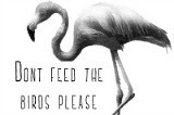 dontfeedthebirds