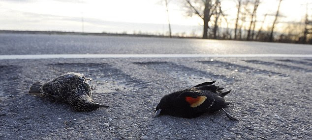 Flock: Two mass bird deaths within days of each other have baffled experts, with some blaming fireworks for confusing the birds or parasites
