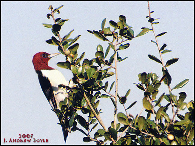 Red-headed Woodpecker
