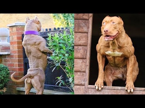 هذا اخطر واشرس كلب ممنوع امتلاكه في كل دول العالم .. كلب البيتبول !!