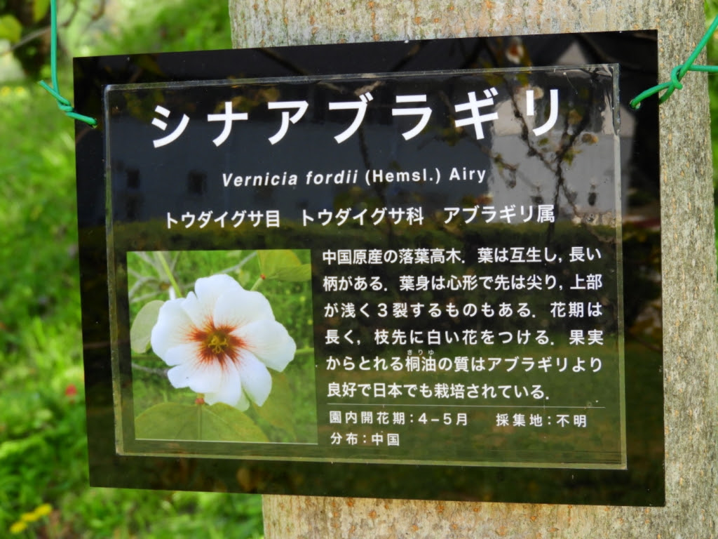 18年04月の記事 きさいち植物園ファンクラブ