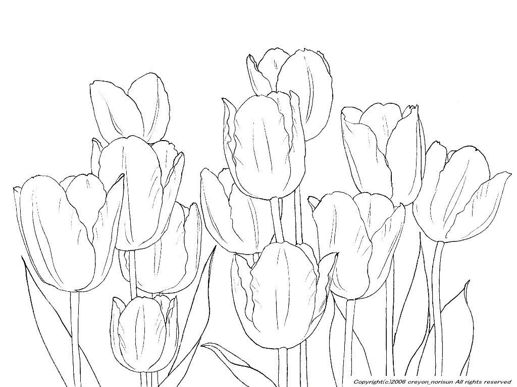 チューリップの下絵 チューリップのぬりえ