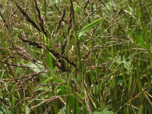 クマザサ 高山植物図鑑 登山道の花