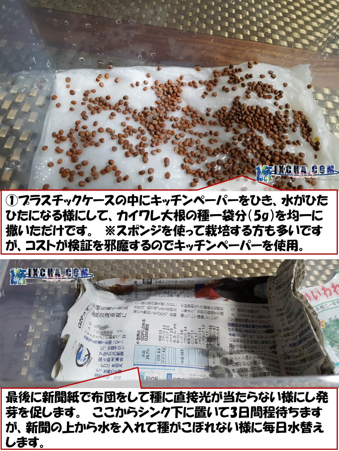 徹底検証 カイワレ大根は 種から育てるのとスーパーで買うのどっちがお得 貧乏旅行専門サイト Ixcha Com