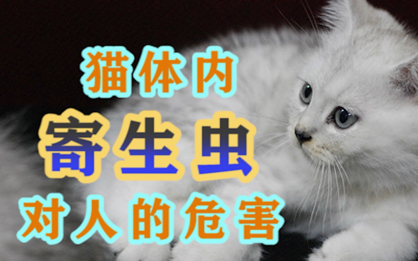 猫体内寄生虫对人的危害 哔哩哔哩 つロ干杯 Bilibili
