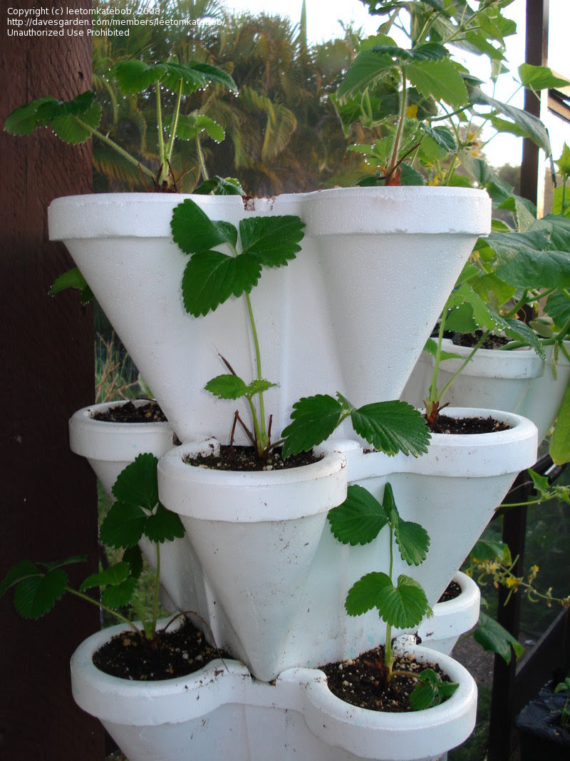 Hydroponic Gardening: BocaBob picture (Lighting question for indoor ...