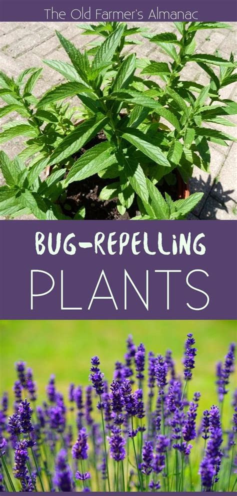 I know that flying insects won't land on a porch ceiling if it's painted sky. Plants That Repel Mosquitoes and Other Insects | Best