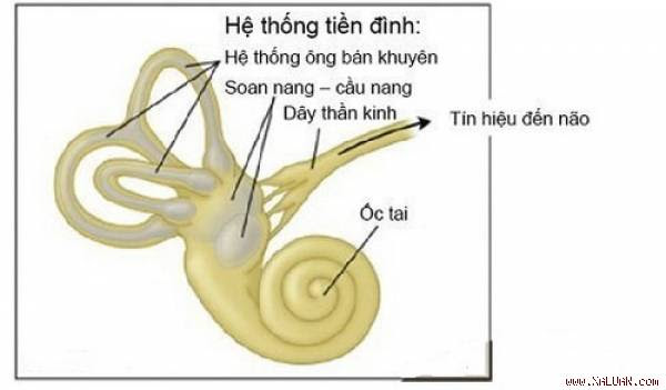 Cấu tạo hệ thống tiền đình ở tai trong.