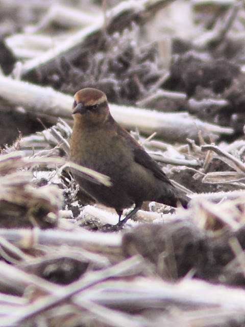 Rusty Blackbird female 3-20121115