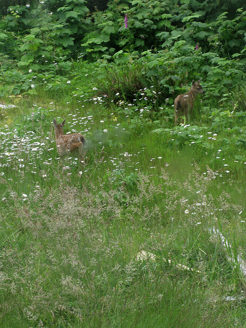 fawns in high grass and flowers, Kasaan, Alaska