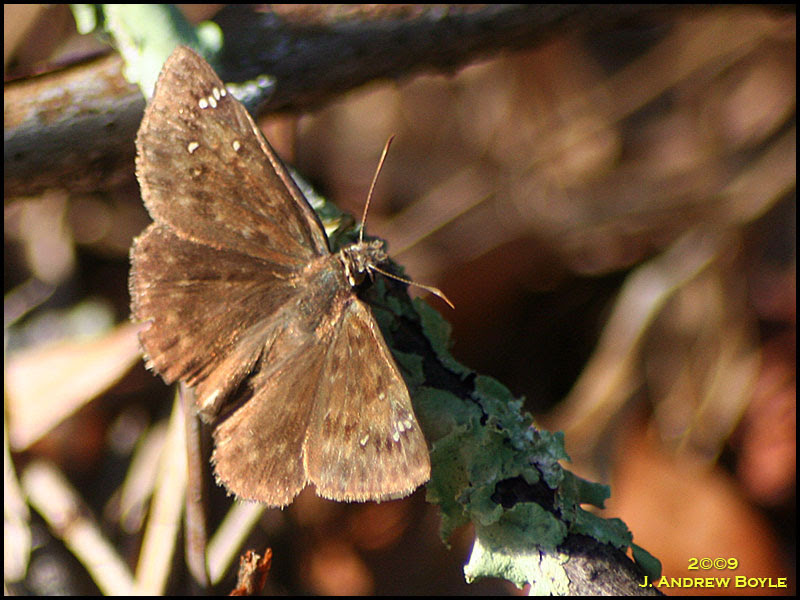Horace's Duskywing