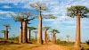 The Majestic Baobab: Nature's Living Wonder