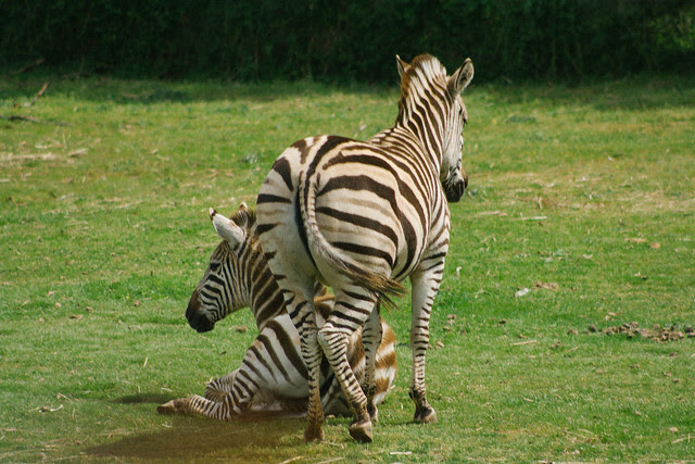 2013_10_05 Werribee Open Range Zoo