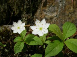 上高地 穂高連峰 槍ヶ岳の高山植物 12 ツマトリソウやヤグルマソウ等 シーバス電脳日誌 ロードバイクでサイクリングも