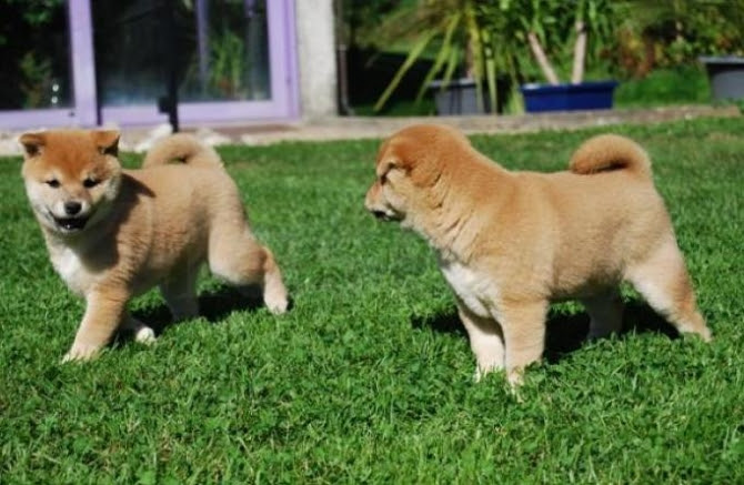 Male Shiba Inu Puppy With A Great Shiba Inu Build And