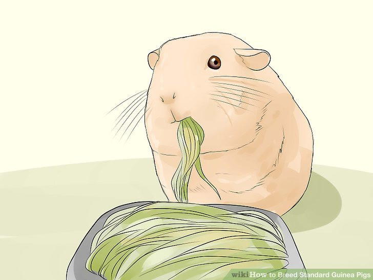 Breed Standard Guinea Pigs Step 19 Version 4.jpg