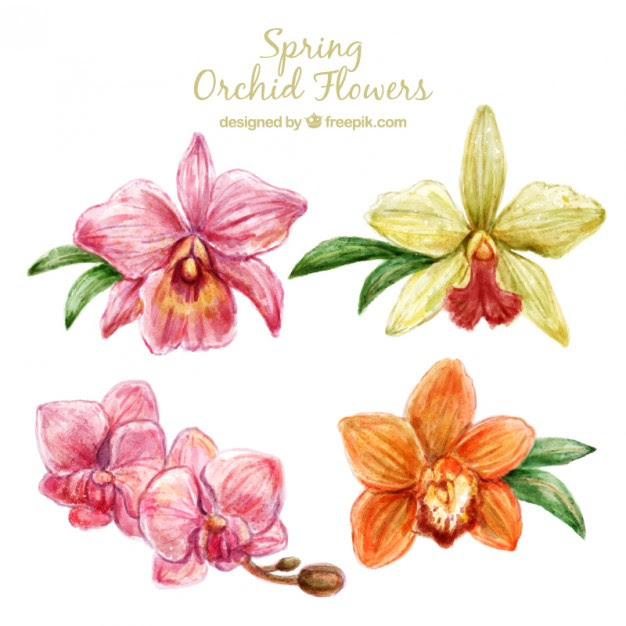 Download Orchid Flower Vector at GetDrawings | Free download