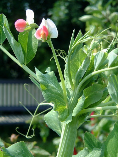 Salmon-Flowered pea