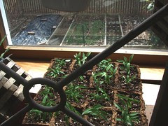 peppers moved to south wimdow