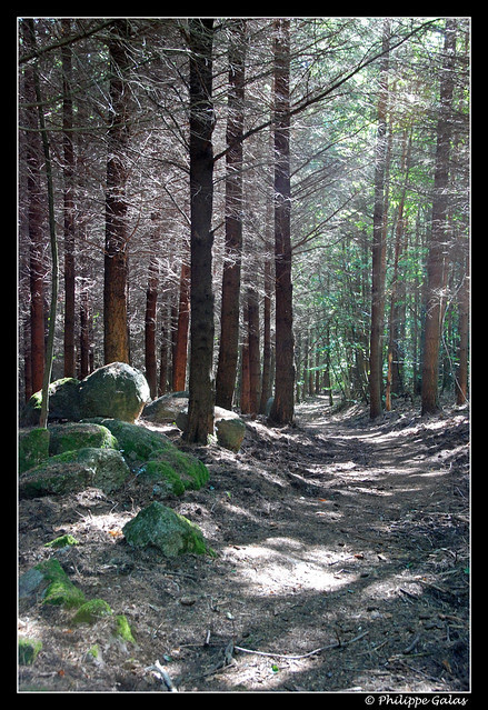 Sous les sapins