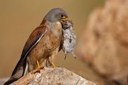 Tergokil 20+ Gambar Burung Elang Tanpa Warna