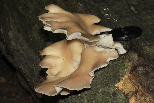 Branching Oyster Mushroom 22595