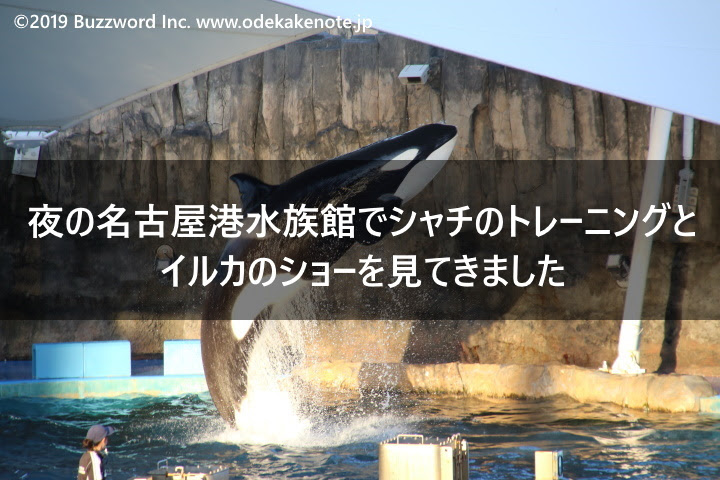 夜の名古屋港水族館でシャチのトレーニングとイルカのショーを見てきました 19年8月 おでかけノート