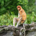 Navalis Larvatus / Proboscis Monkey Nasalis Larvatus Art Board Print By Elinjohnsen Redbubble / From wikimedia commons, the free media repository.
