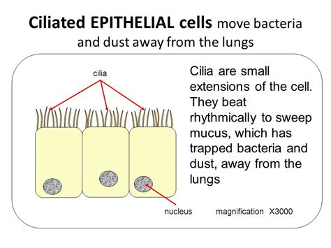 hd wallpapers ciliated epithelial cell diagram ga