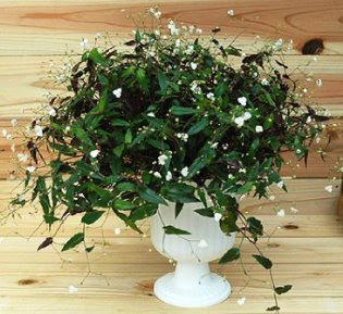 ブライダルベールの育て方 自然と暮らす 観葉植物