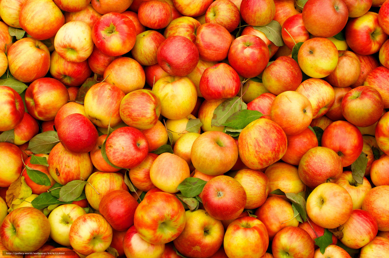 壁紙をダウンロード りんご 収穫 フルーツ デスクトップの解像度のための無料壁紙 48x1360 絵