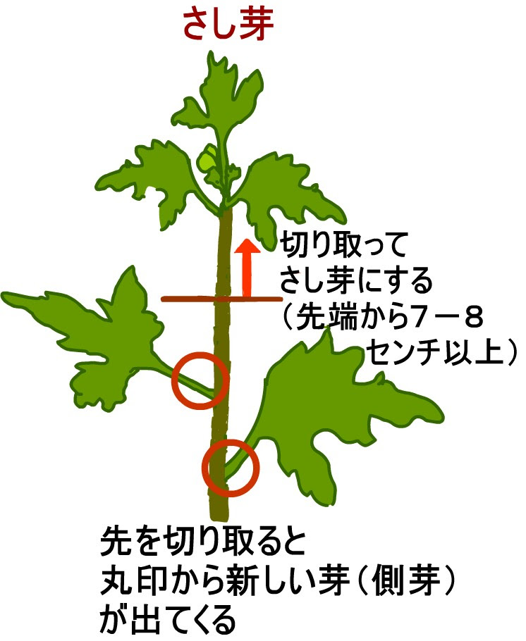 菊 キク 育て方 栽培 イラスト