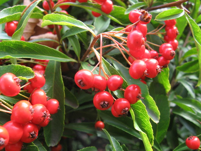 oppp_red_berries