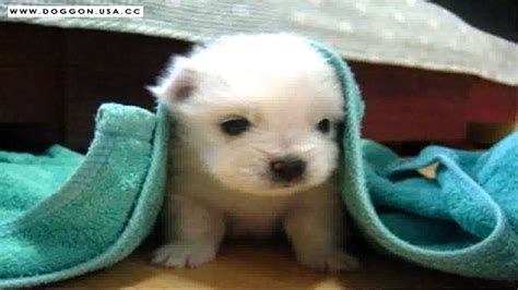 cutest  puppies worlds  cute puppy dogs