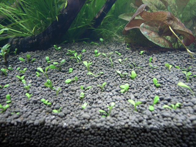グロッソスティグマの植栽方法 Clinicacampinas Com Br