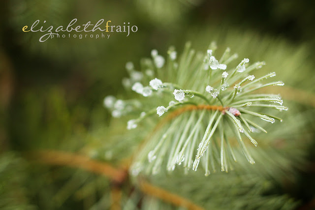 Naturewalk06W