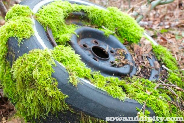 moss tire
