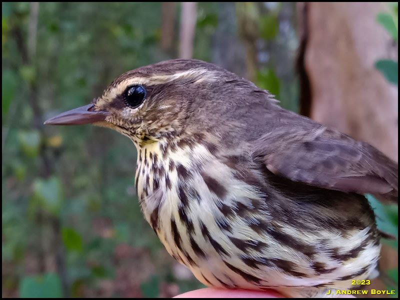 Northern Waterthrush