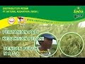VIDEO TANAMAN PADI DI KERAWANG