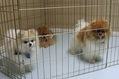 Pomeranians