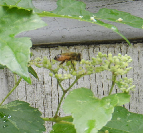 naturenotesDSCN8690