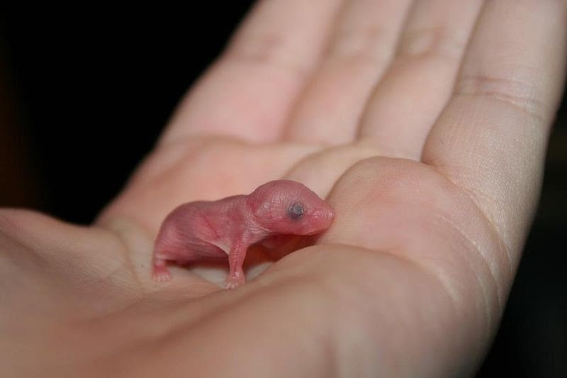 Mus Musculus Souris Domestique