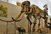 Koleksi Terpopuler 11+ Hewan Reptil Dinosaurus Dan Gajah Purba Atau Mamut Adalah Masa