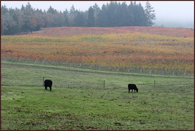grapes