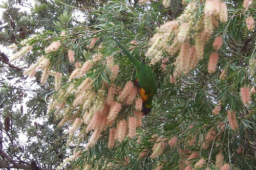 Lorikeet II