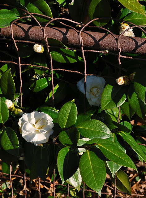 White Camellia on a Brown Fence