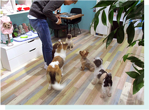 犬カフェ ペットスペースミルク