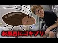 √ダウンロード ゴキブリ 家 種類 424724